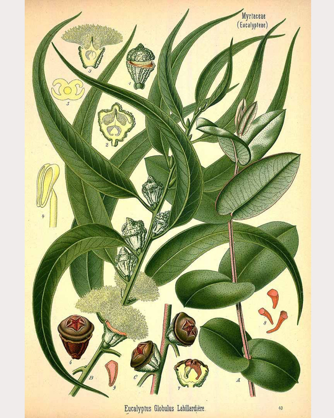 Eucalyptus Leaf
