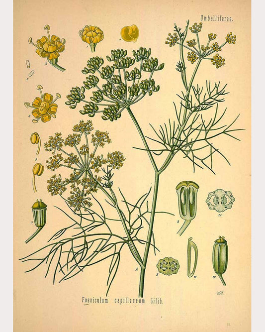 Fennel