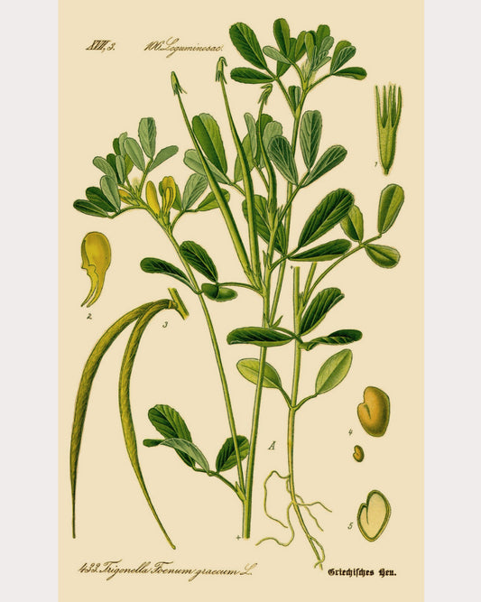 Fenugreek