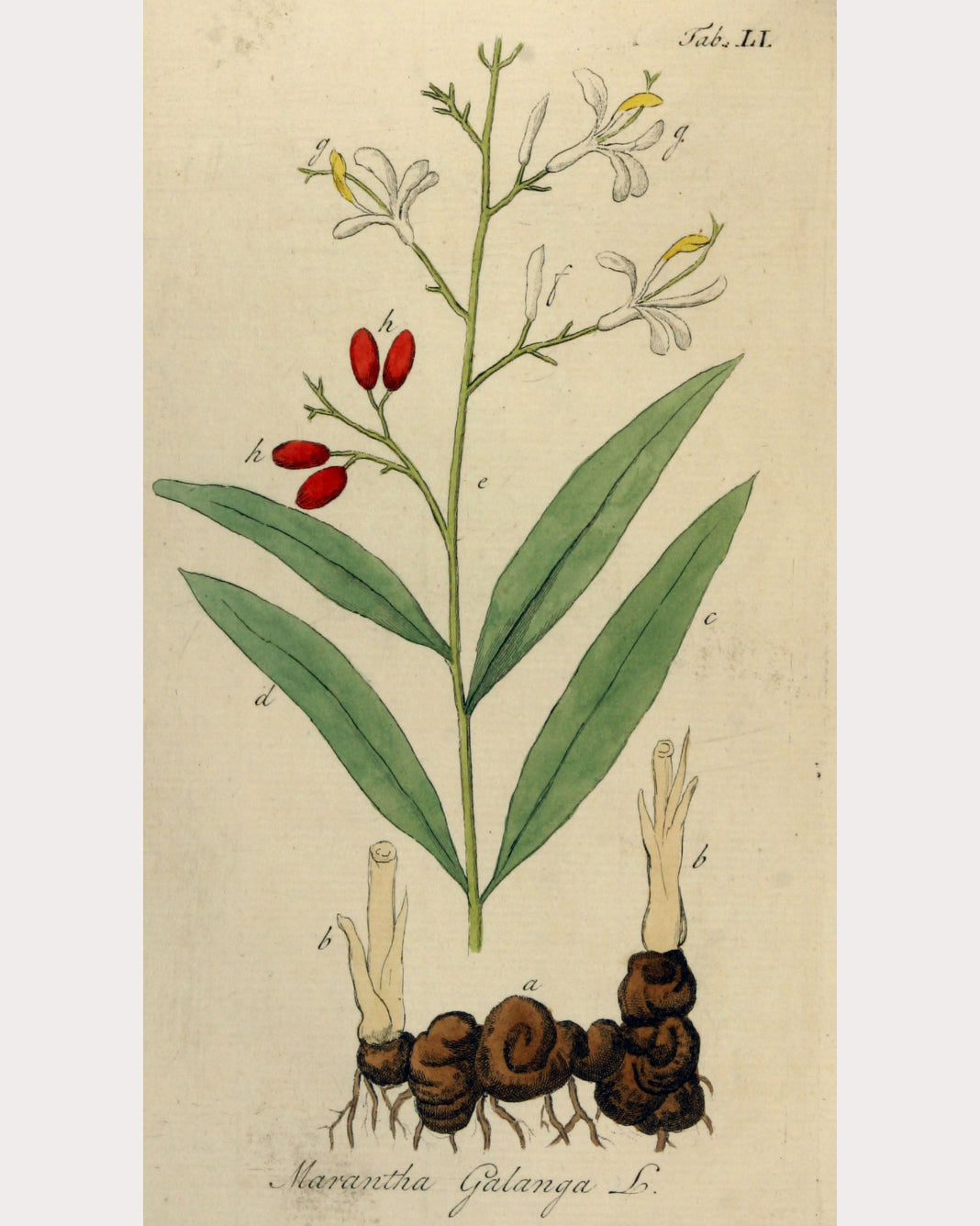 Galangal