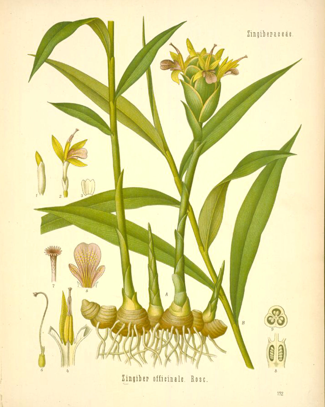 Antique botanical illustration of ginger root and blooming ginger flowers.