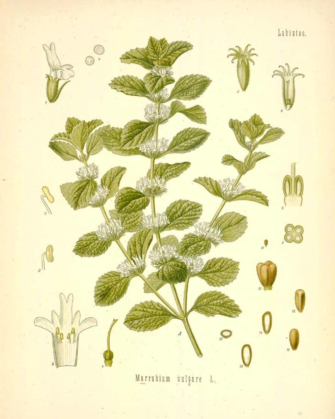 Antique botanical illustration of horehound leaves and its white flowers.