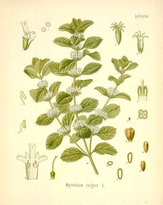 Antique botanical illustration of horehound leaves and its white flowers.
