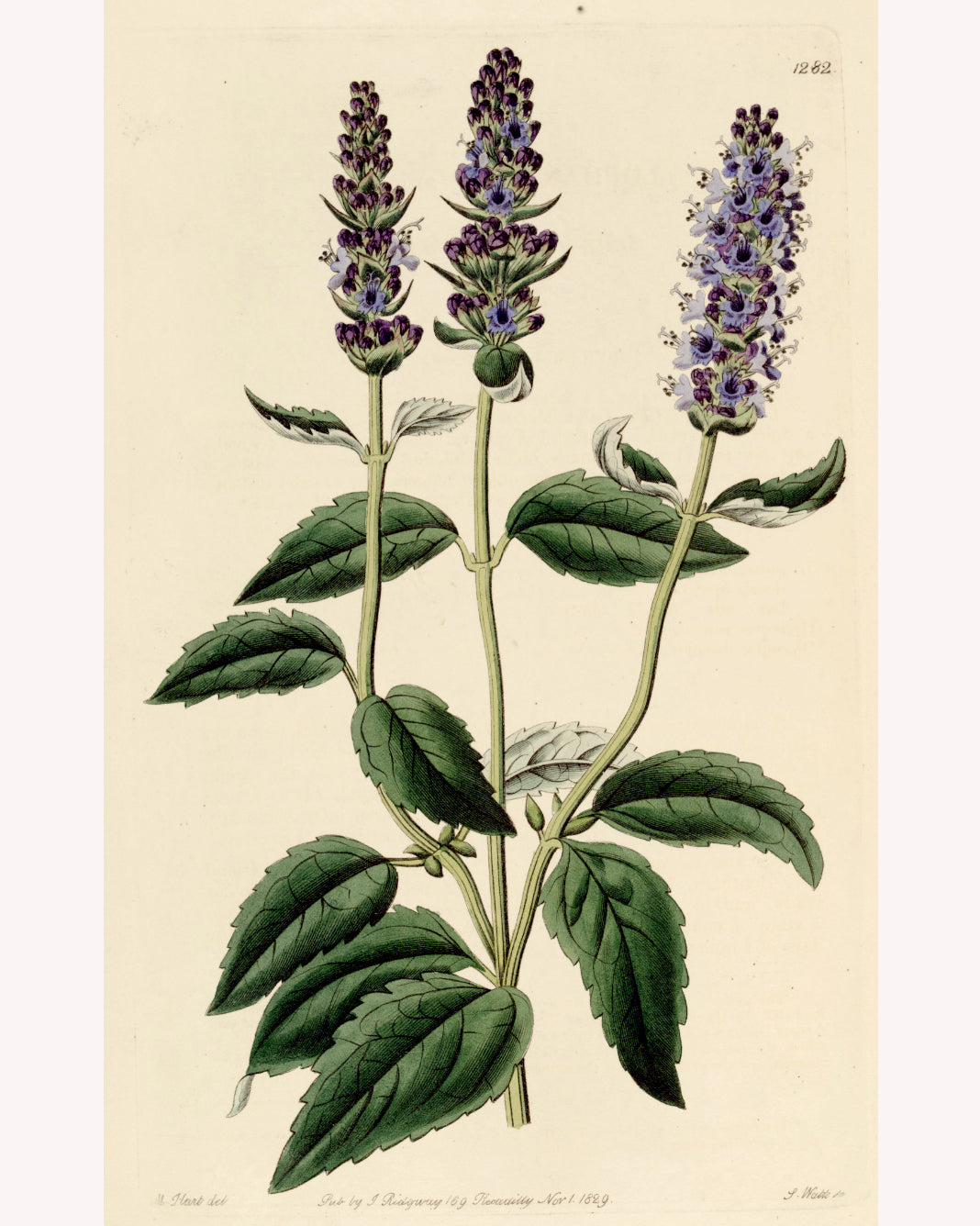 Antique botanical illustration of the hyssop plant, showing its gently serrated leaves and tall purple flower stalks.