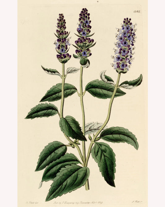 Antique botanical illustration of the hyssop plant, showing its gently serrated leaves and tall purple flower stalks.