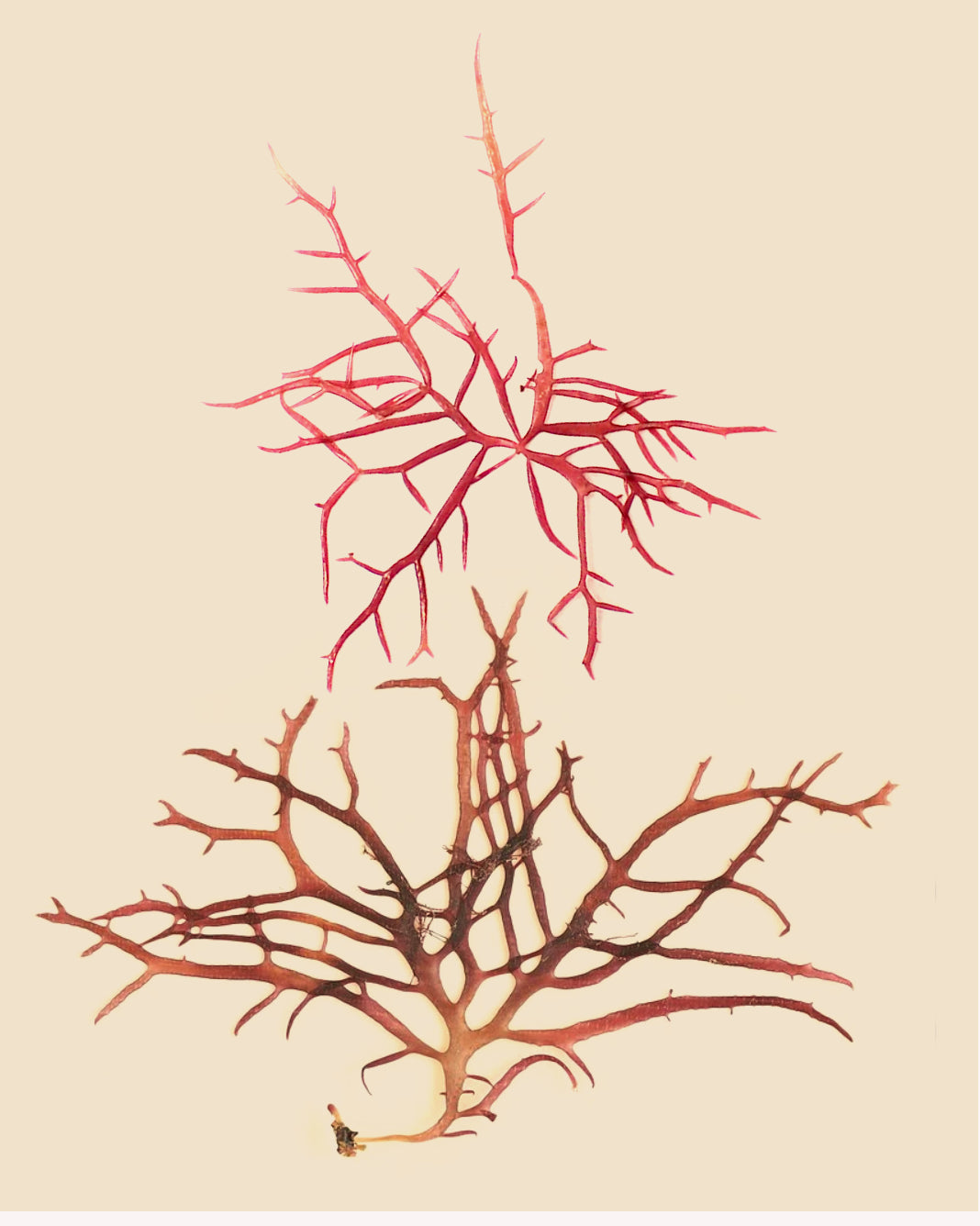 Irish Moss