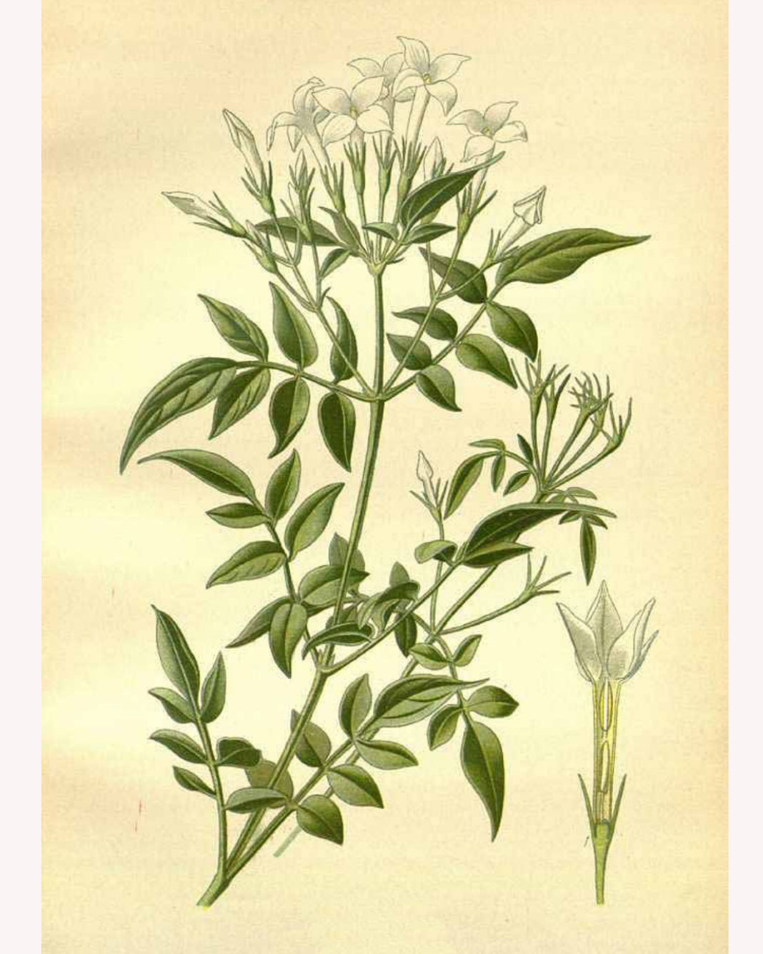 Jasmine