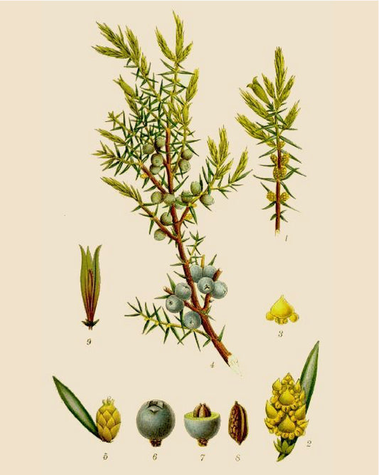 Juniper