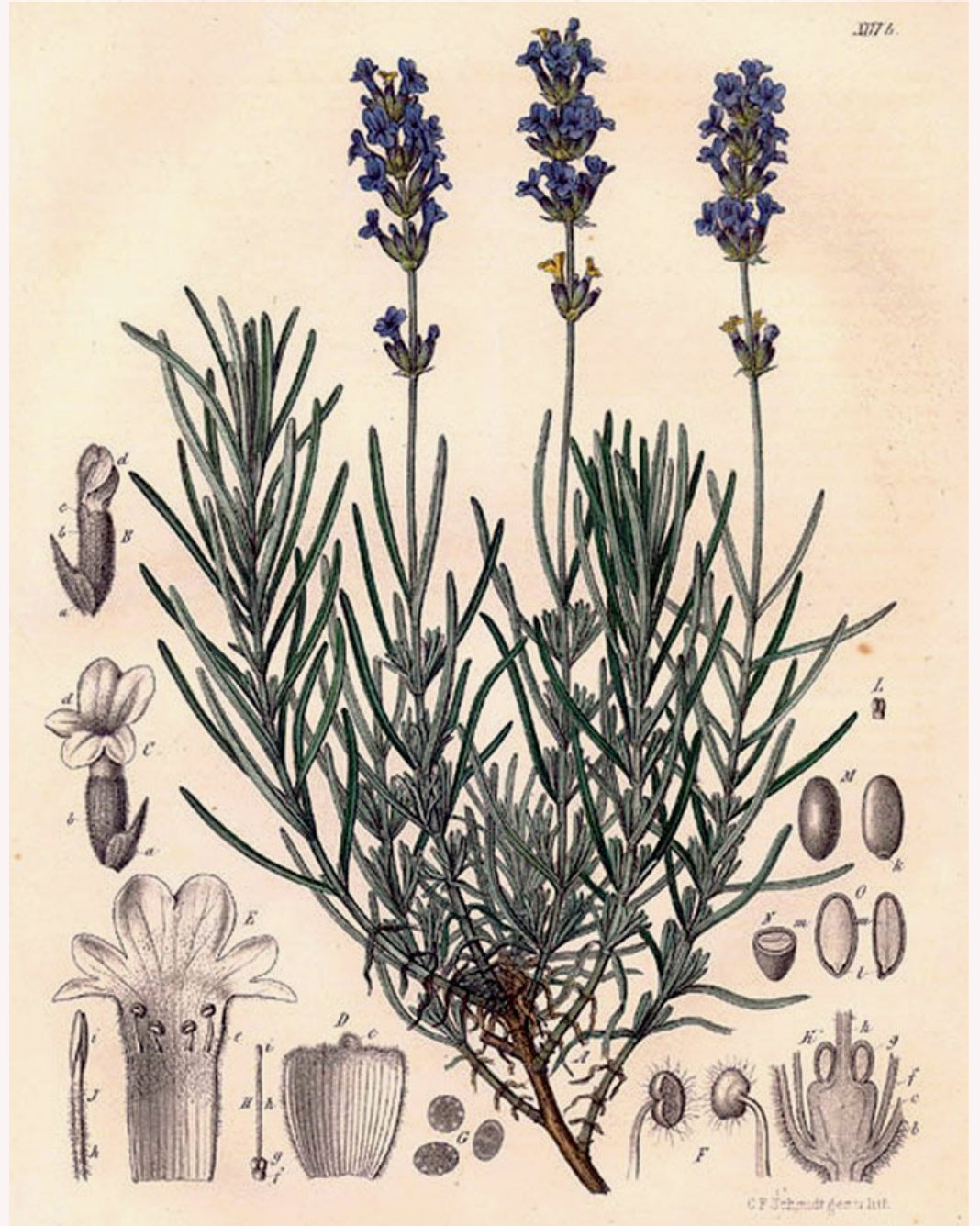 Lavender