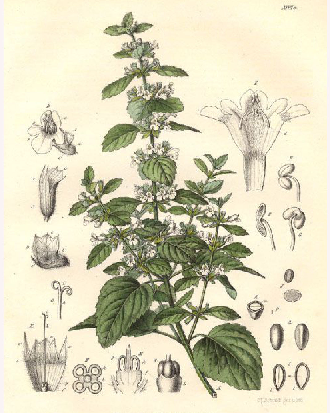 Lemon Balm