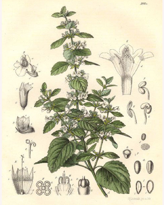 Lemon Balm