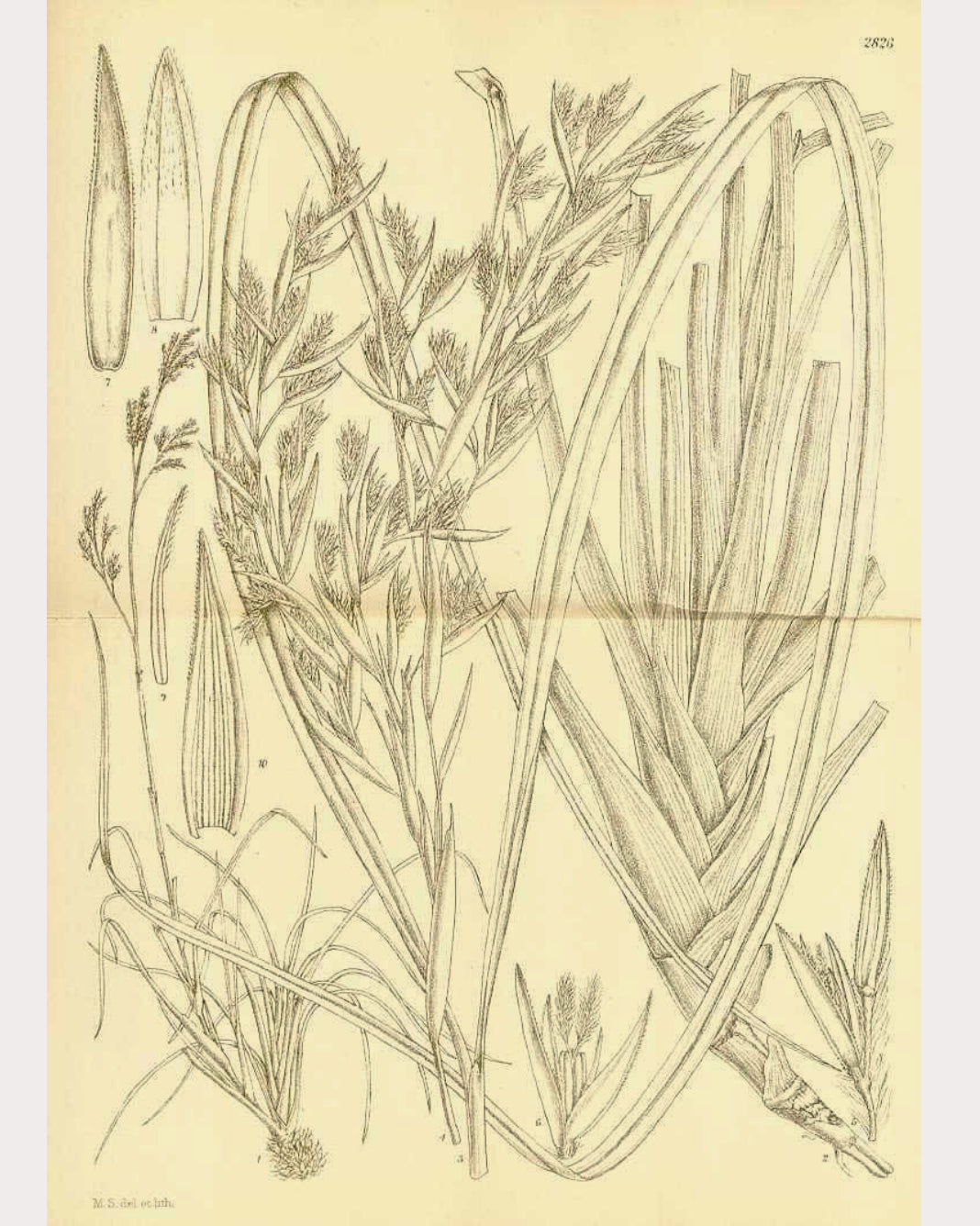 Lemongrass