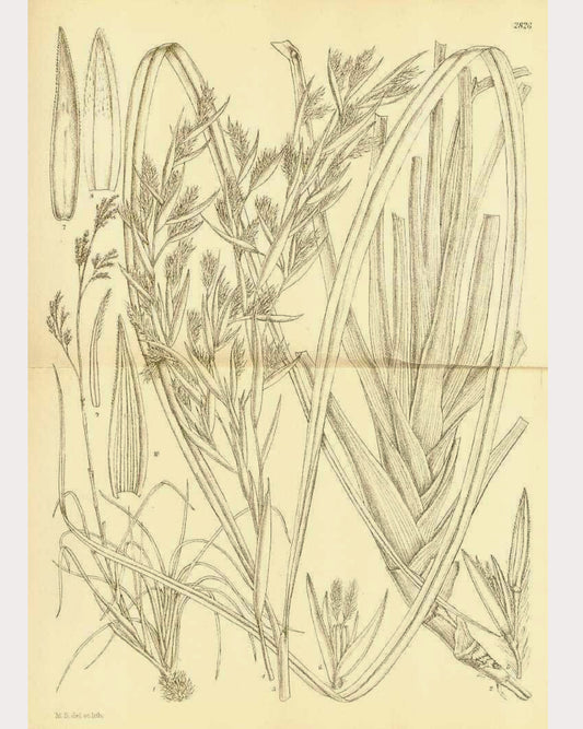 Lemongrass