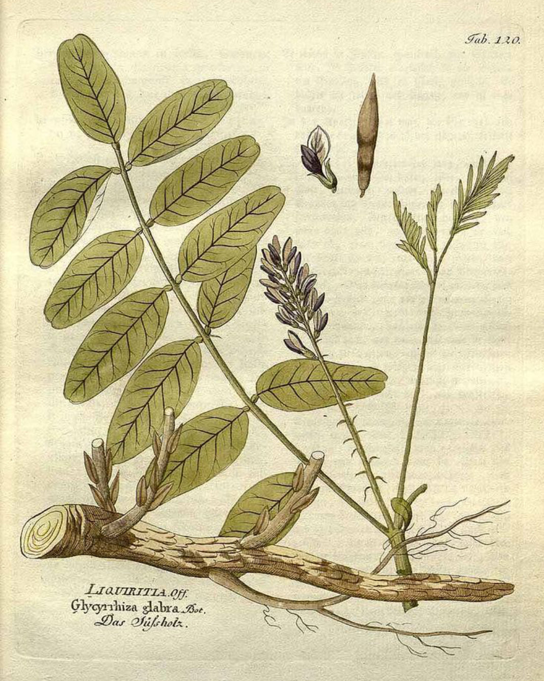 Licorice