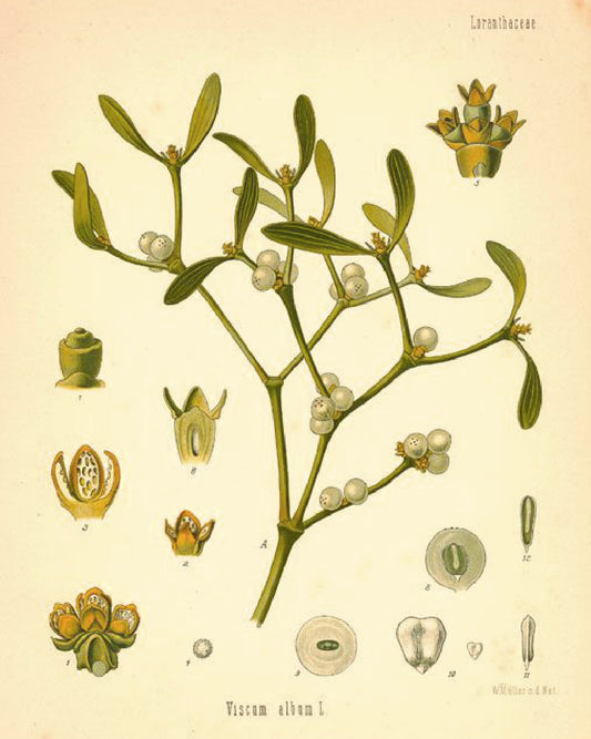 Mistletoe