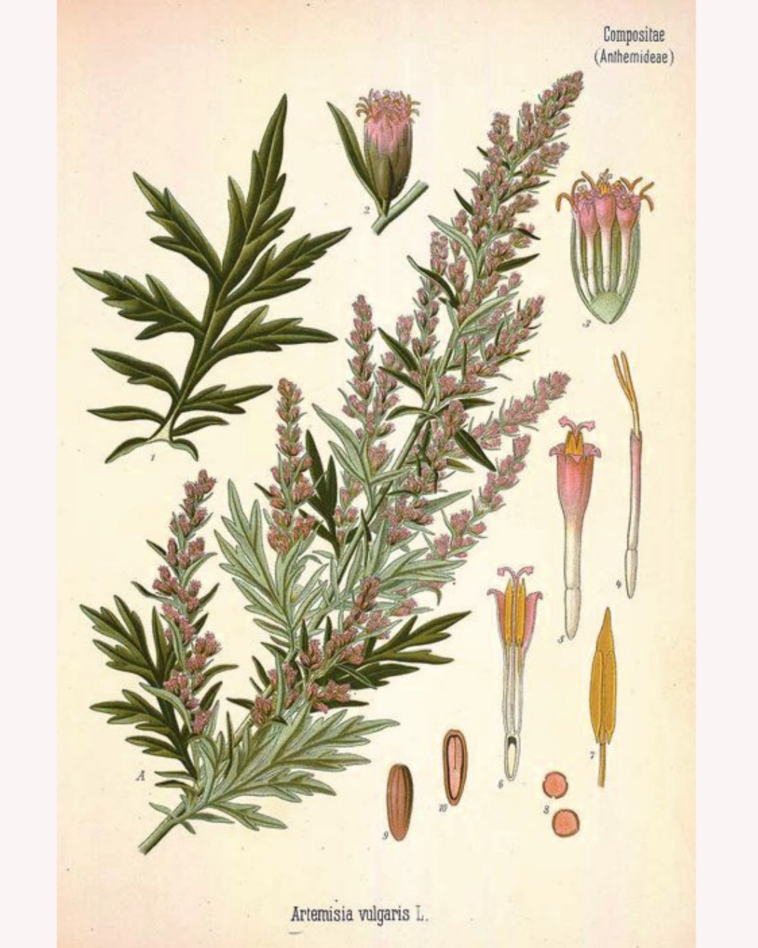 Mugwort