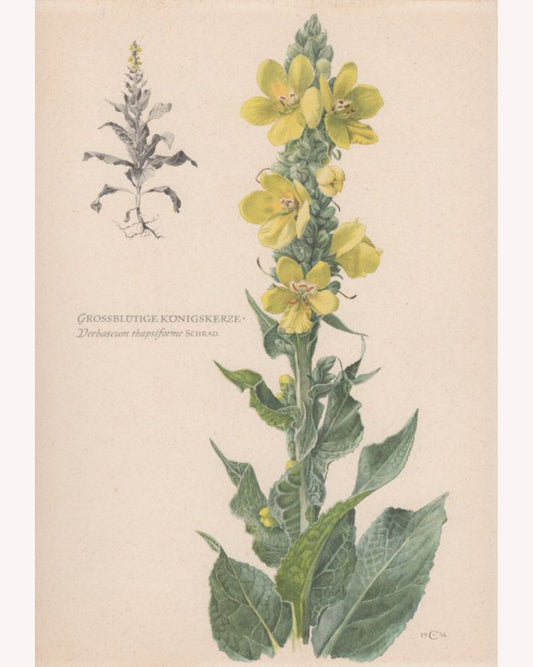 Mullein
