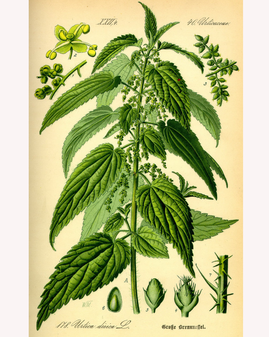 Nettle