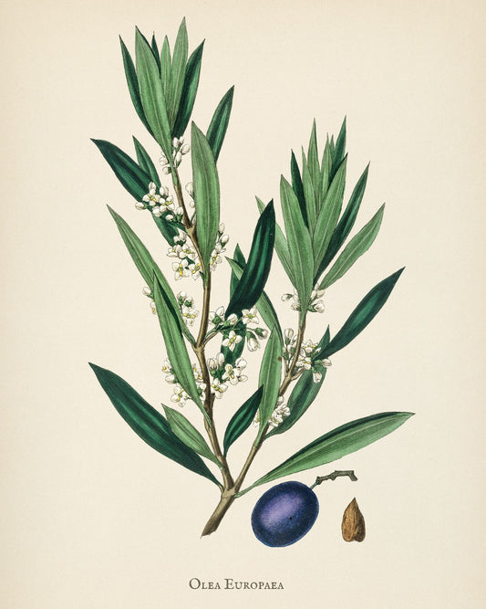 Olive Leaf