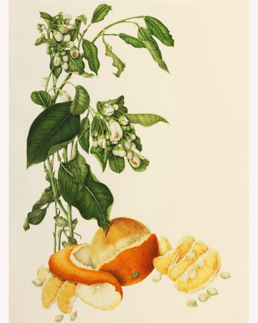 Orange Peel