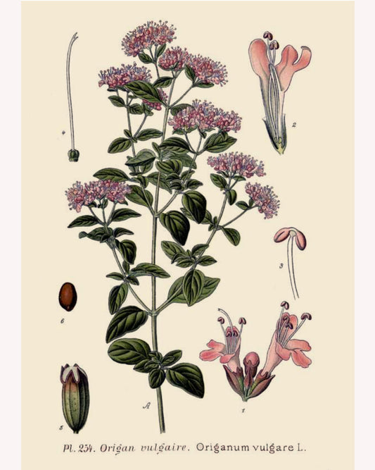 Oregano