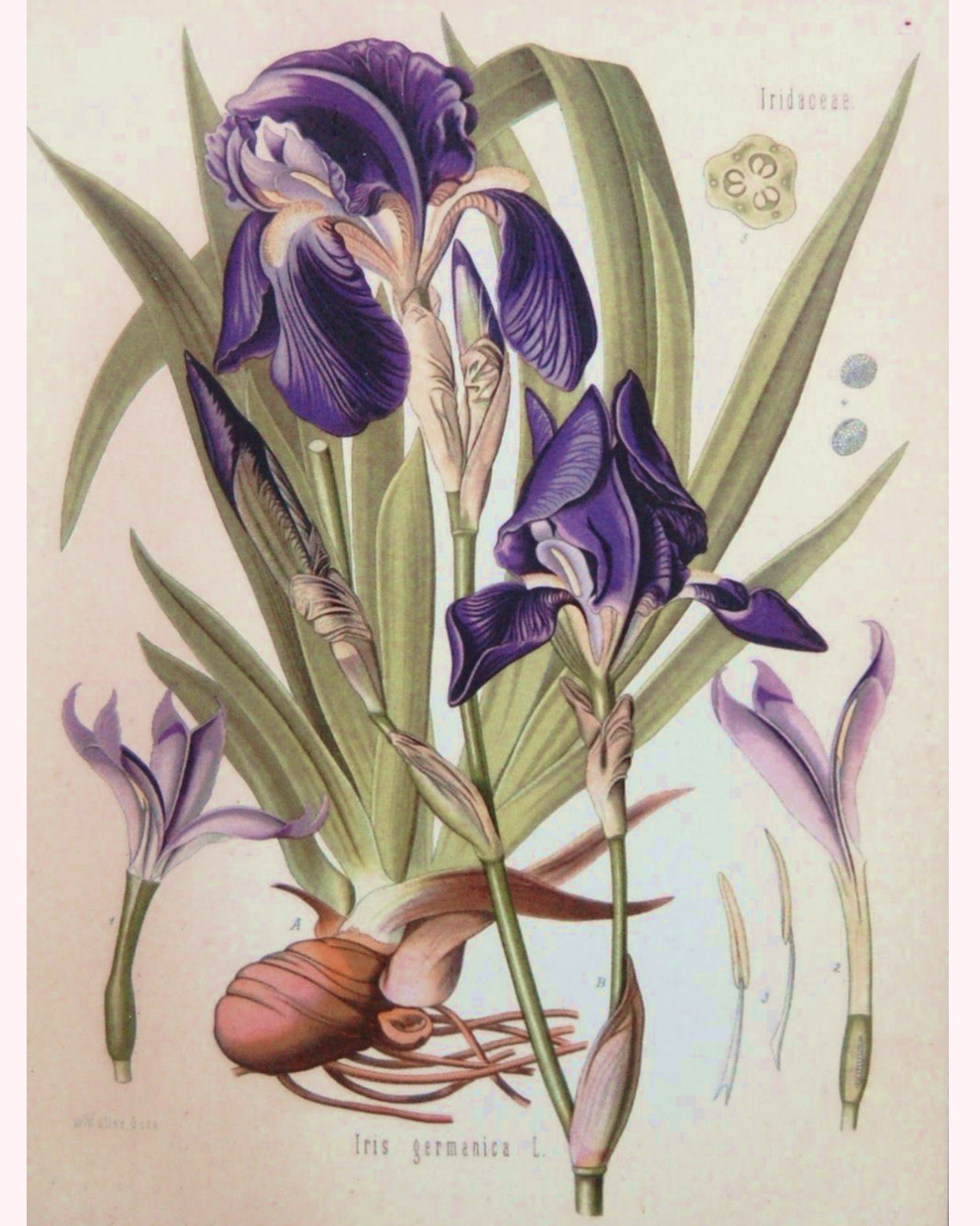 Orris Root