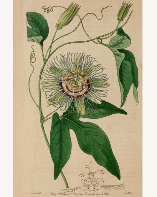 Passionflower