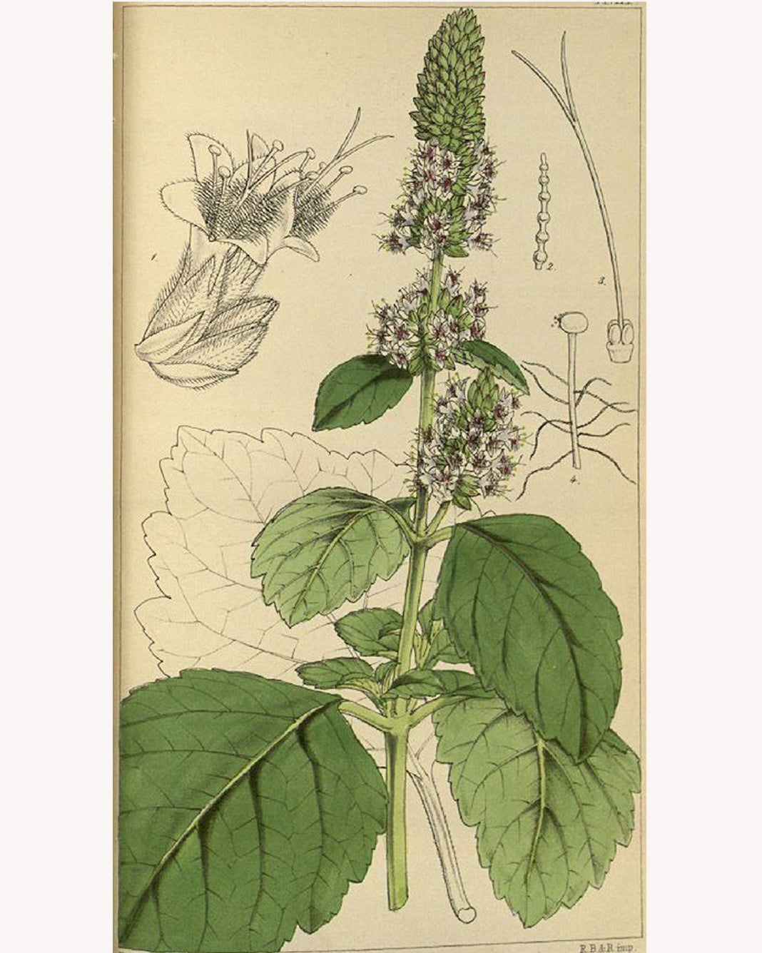 Patchouli