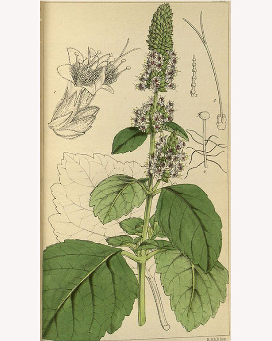 Patchouli
