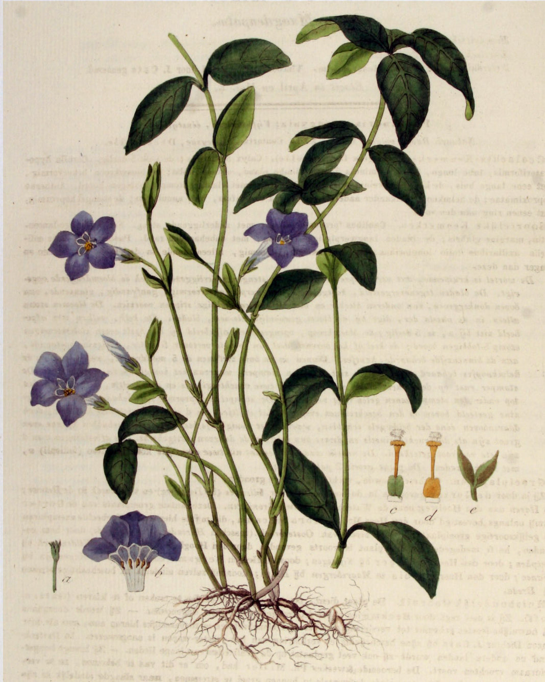 Periwinkle
