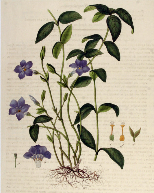 Periwinkle