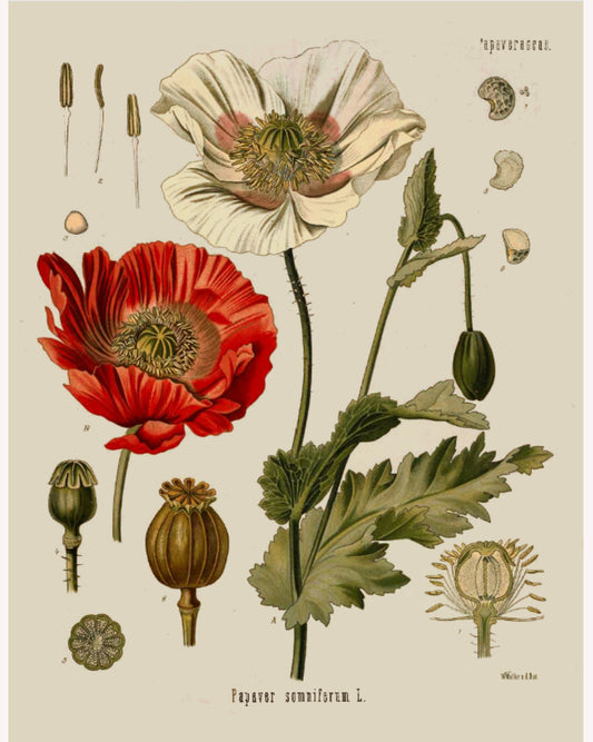 Poppy Seed