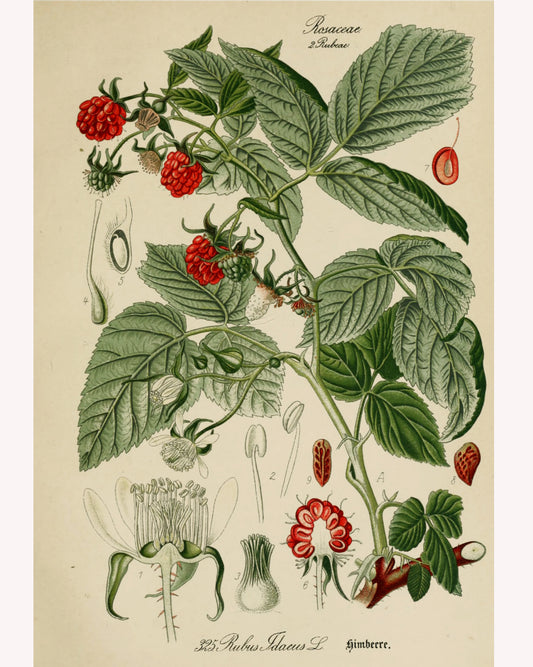 Raspberry Leaf
