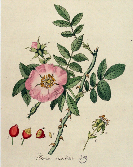 Rose Buds