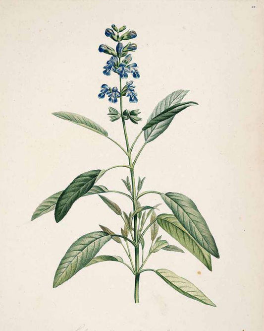 Sage