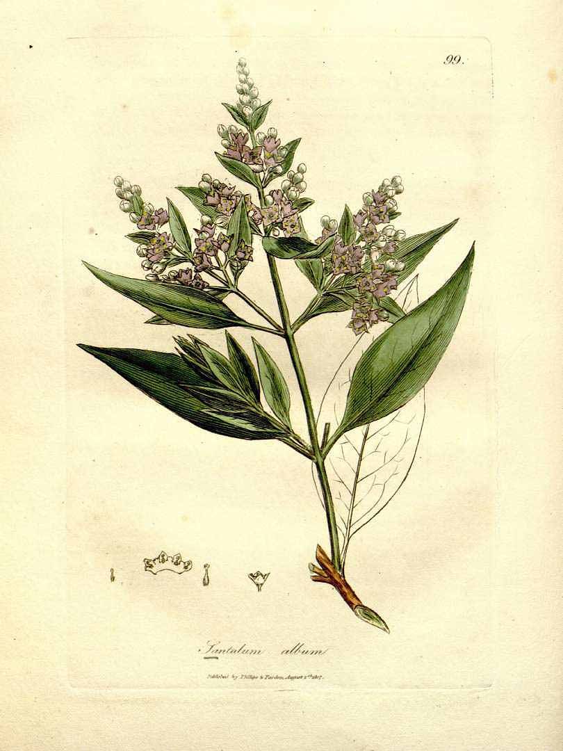 Red Sandalwood