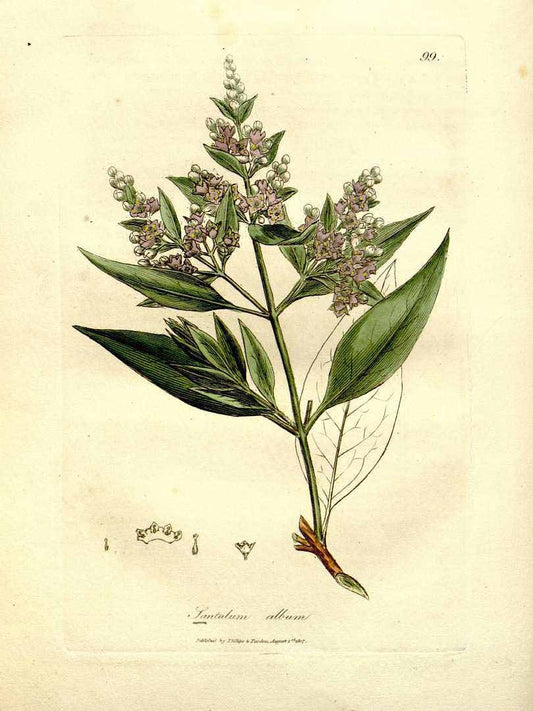 Red Sandalwood