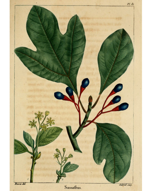Sassafras Root