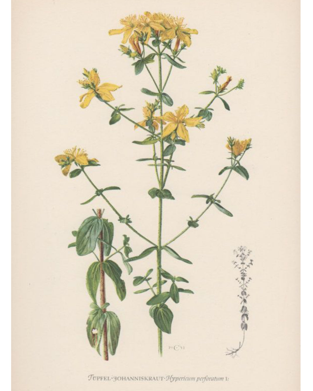 St. John's Wort