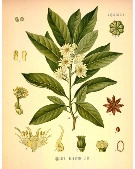 Star Anise