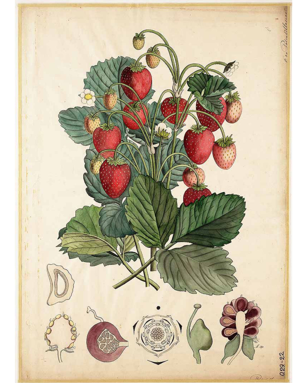 Strawberry Leaf