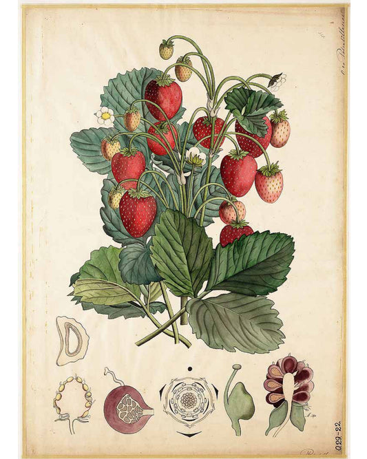 Strawberry Leaf