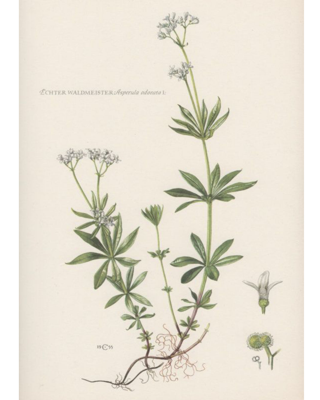 Antique botanical illustration of sweet woodruff herb.