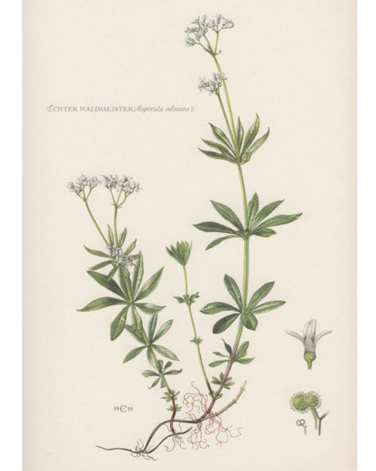 Antique botanical illustration of sweet woodruff herb.