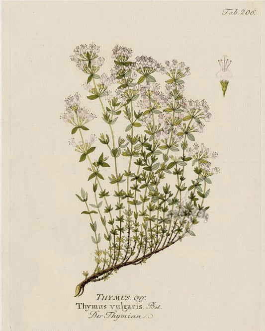 Thyme