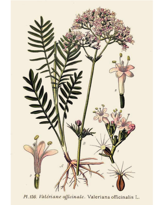 Valerian Root