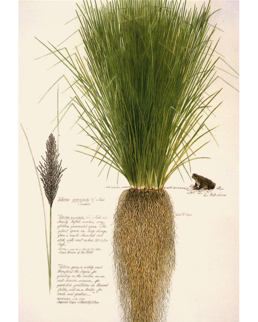 Vetiver