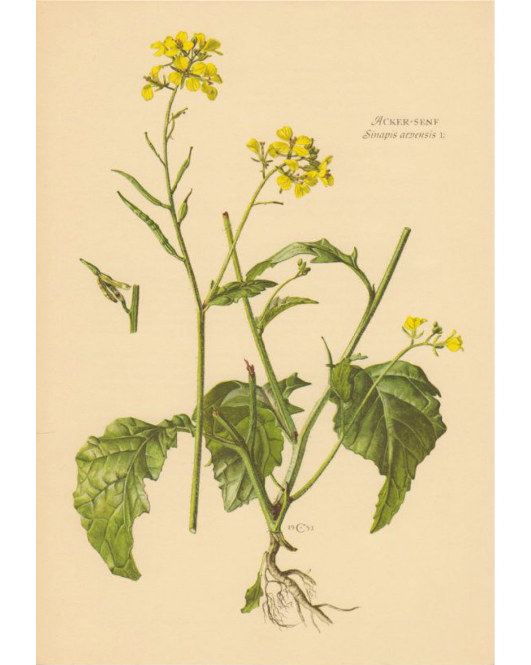 Mustard, White