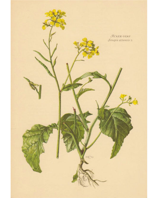 Mustard, White