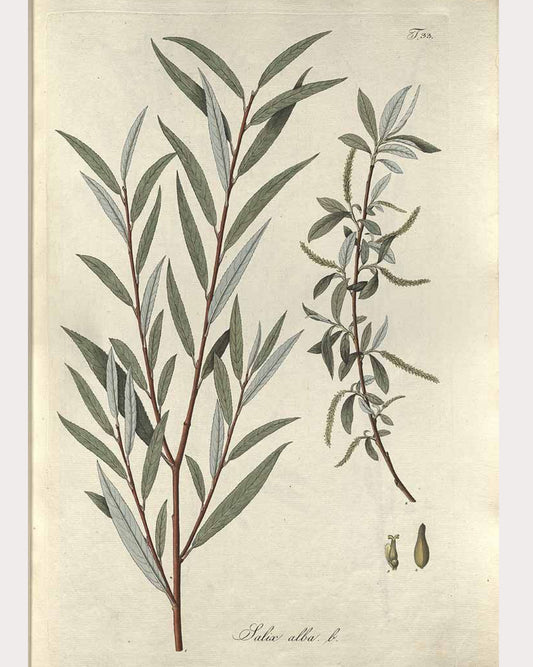 White Willow Bark
